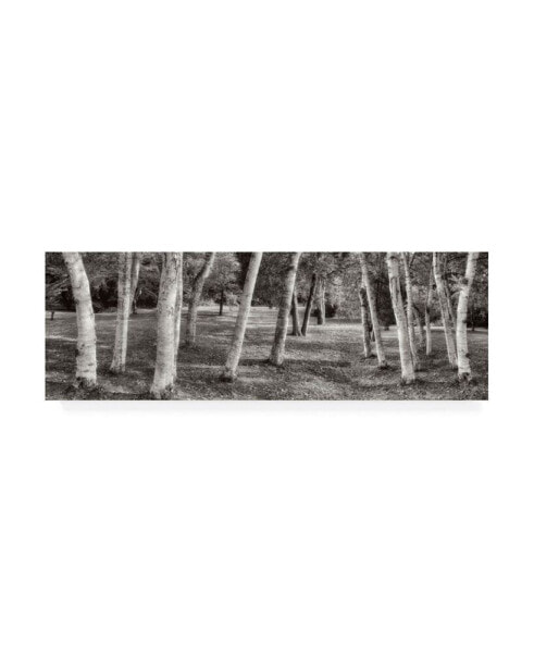 Alan Blaustein Birch Trees No.1 Canvas Art - 27" x 33.5"
