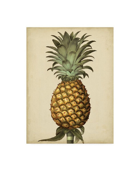 George Brookshaw Brookshaw Antique Pineapple I Canvas Art - 19.5" x 26"