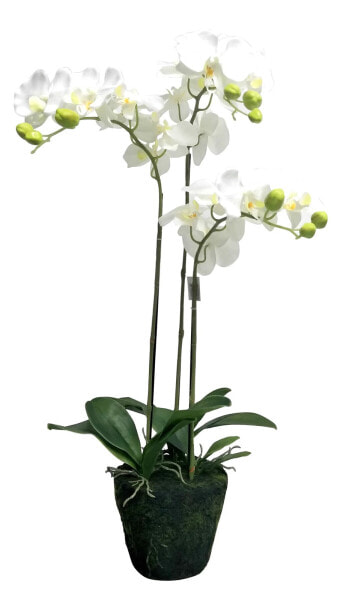 Orchidee getopft