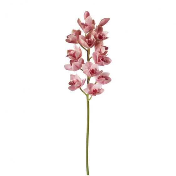 Orchidee Cymbidium