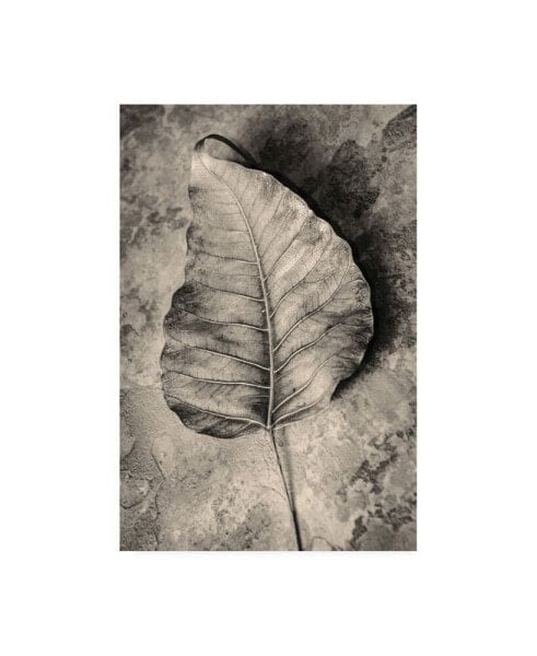 Incado Dried Leaf Canvas Art - 19.5" x 26"