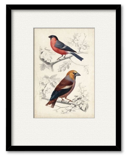 D'Orbigny Birds IV 16" x 20" Framed and Matted Art