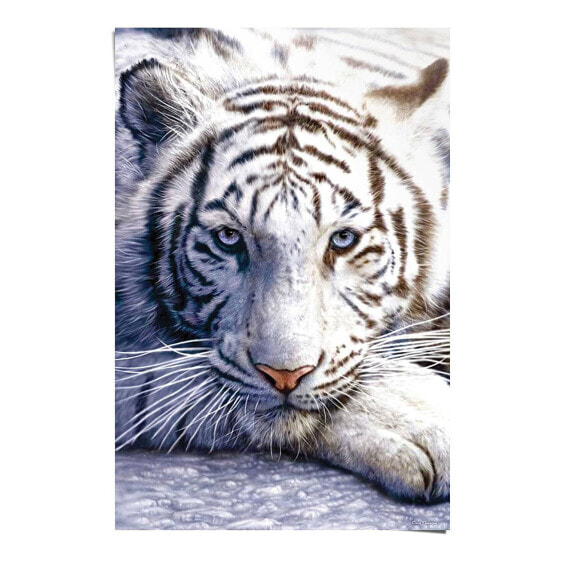 Poster White Tiger