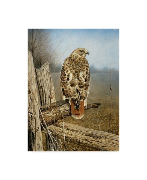 Rusty Frentner 'Red Tailed Hawk' Canvas Art - 18" x 24"