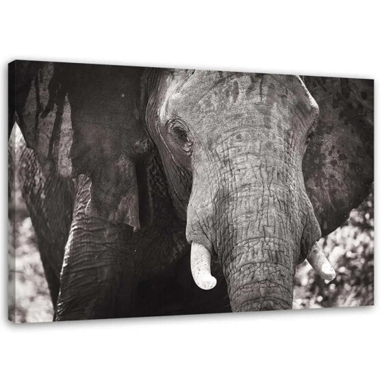 Wandbild Elefant Afrika Schwarz und Weiß