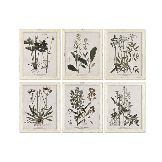 Картина Home ESPRIT Shabby Chic Ботанические растения 40 x 1,5 x 50 cm (6 штук)