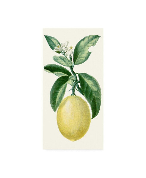 Turpin Turpin Fruit I Canvas Art - 20" x 25"
