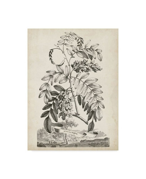 Abraham Munting Scenic Botanical I Canvas Art - 20" x 25"