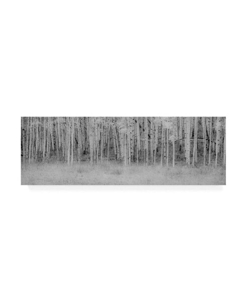 Dan Ballard Black and White Birch Canvas Art - 19.5" x 26"