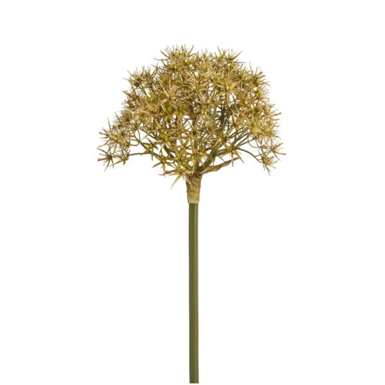 Allium Atropurpureum
