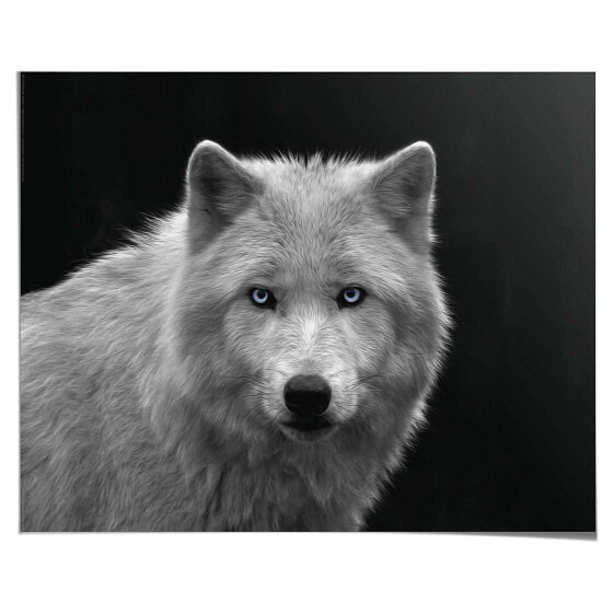 Poster Weißer Wolf Black and White