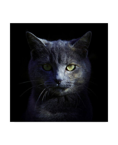 Alain Gillet Blue Cat Canvas Art - 20" x 25"