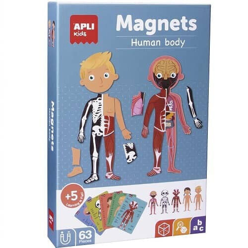 APLI Human Body Magnetic Set