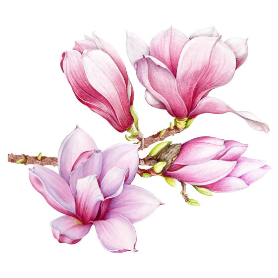 Aquarell Magnolien Set XXL