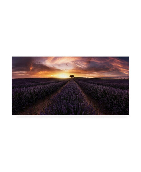 Jorge Ruiz Dueso Lavender Sunset Canvas Art - 37" x 49"