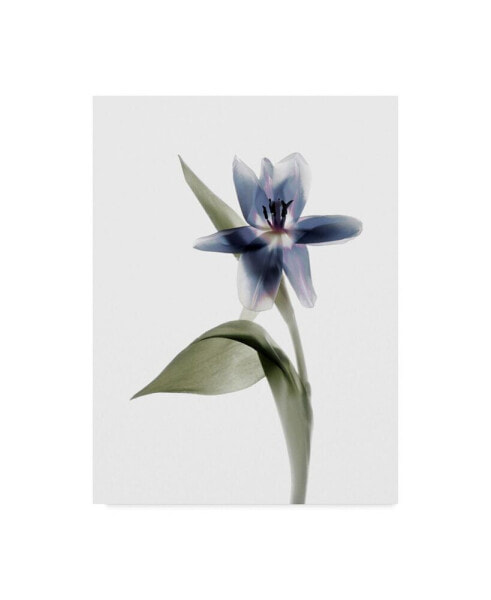 Judy Stalus Xray Tulip VII Canvas Art - 20" x 25"