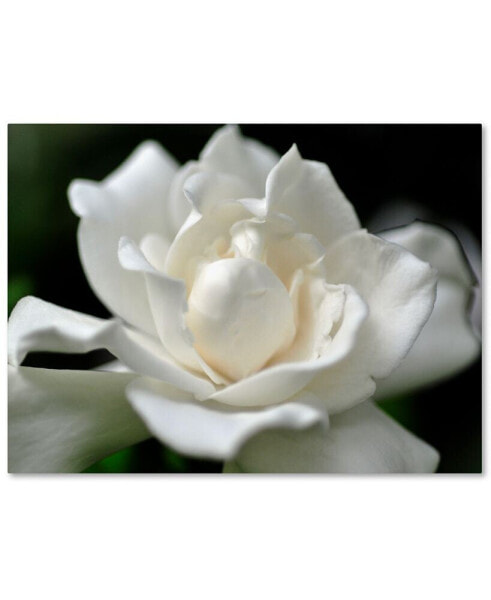 Kurt Shaffer 'Lovely Gardenia' Canvas Art - 47" x 35"