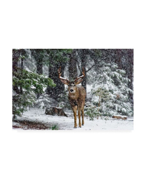 Majestic Moments Photography Snow Storm and the Buck Deer Canvas Art - 20" x 25"