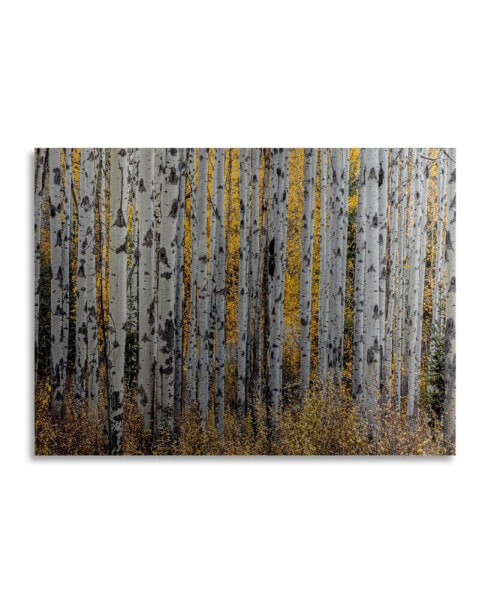 Pierre Leclerc Aspen Trees Floating Brushed Aluminum Art - 22" x 25"