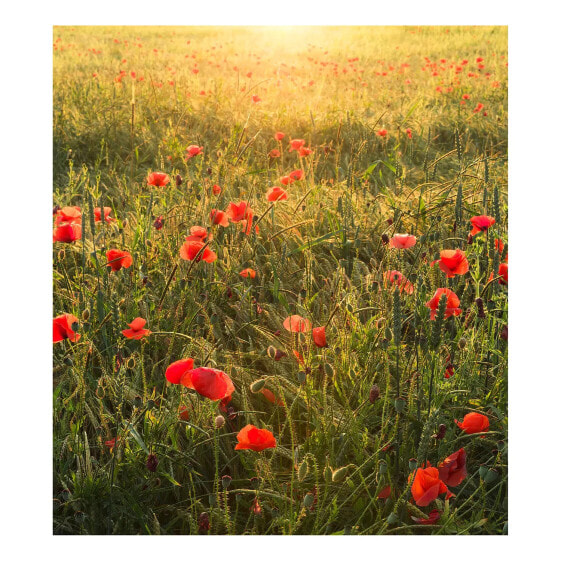 Vlies Fototapete Poppy World