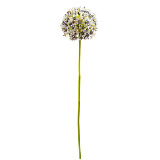 Allium Ninon