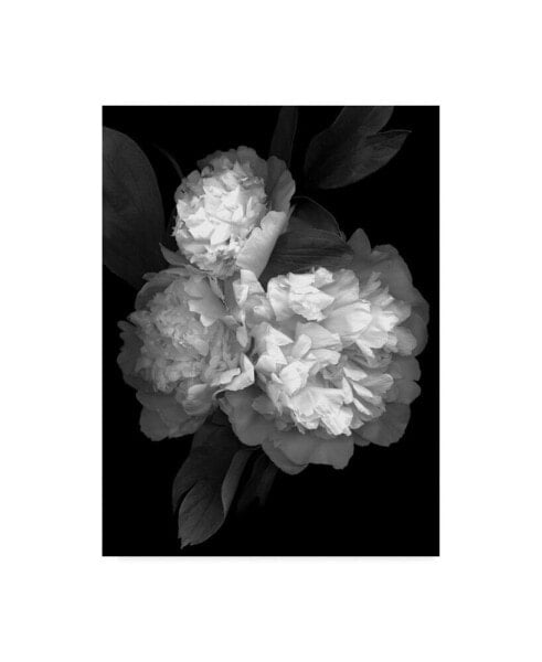 Картина холст, Trademark Global, 'Peony 3 Black And White' - 35" x 47"