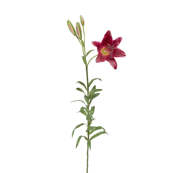 Lily Rubrum Elsa