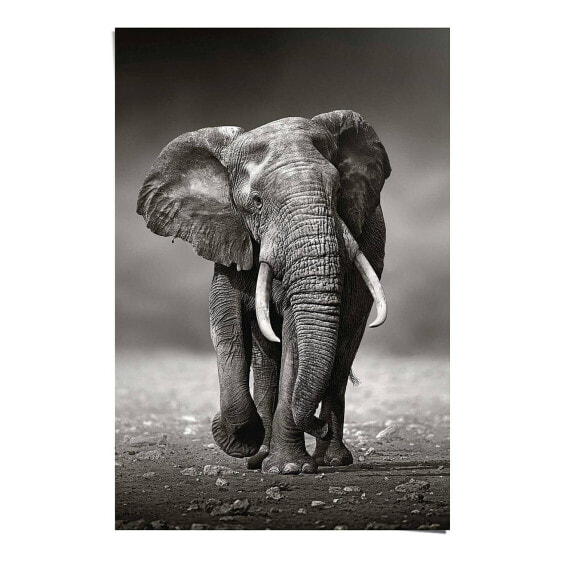 Poster Elefant