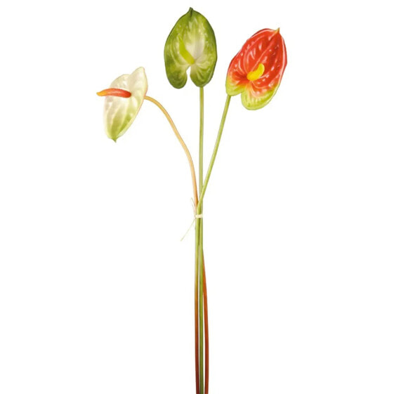 Anthurium-Trio