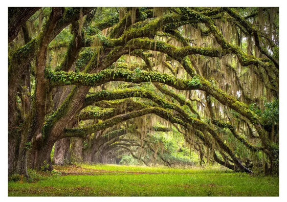 Fototapete Tree embrace