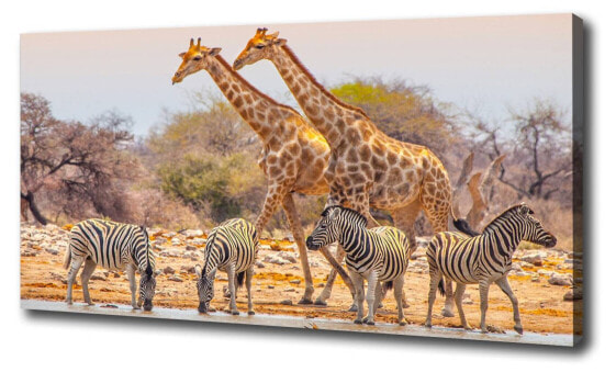 Wandbild Giraffen und Zebras