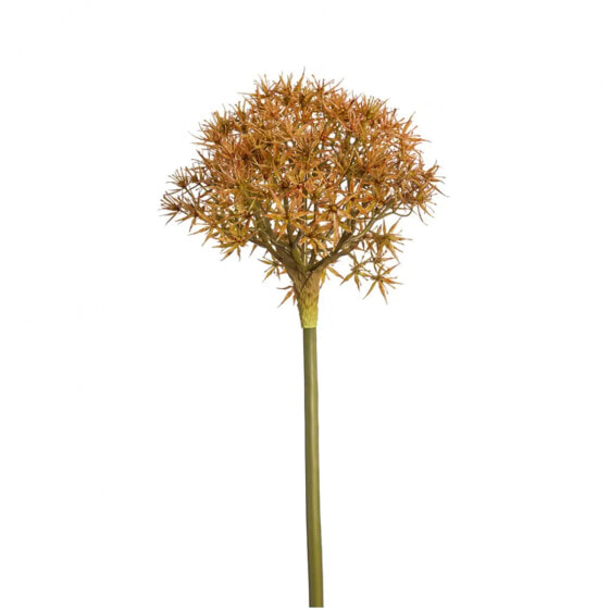 Allium Atropurpureum