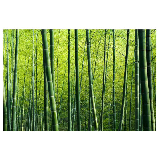 Обои Bilderwelten Бамбуковый лес