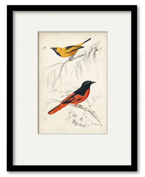 Картина в раме и под матовую обработку Courtside Market d'Orbigny Birds VIII 16" x 20"