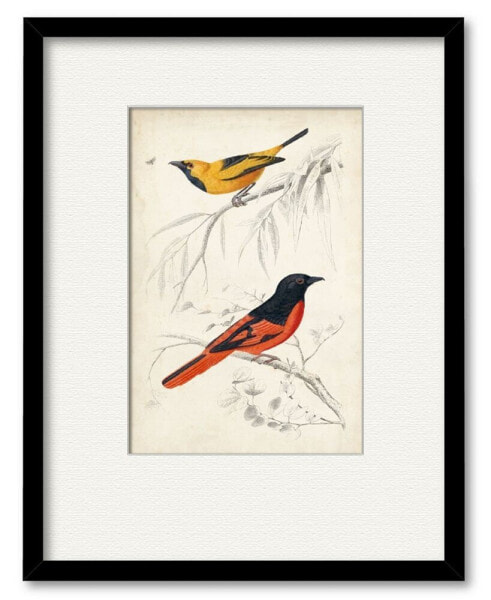 D'Orbigny Birds VIII 16" x 20" Framed and Matted Art