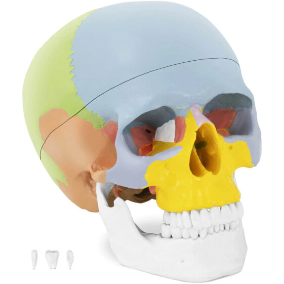 Обучающий материал для школы Physa Модель анатомической человеческой черепа, цветная в масштабе 1:1 + Зубы 3 шт.