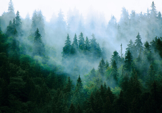 Vlies Fototapete Wald im Nebel Natur