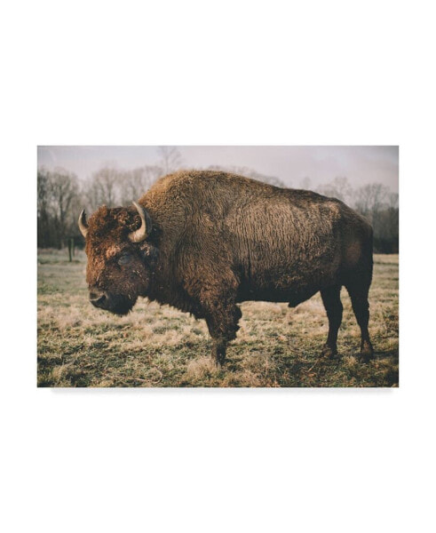 Adam Mead Solitary Bison IV Canvas Art - 37" x 49"