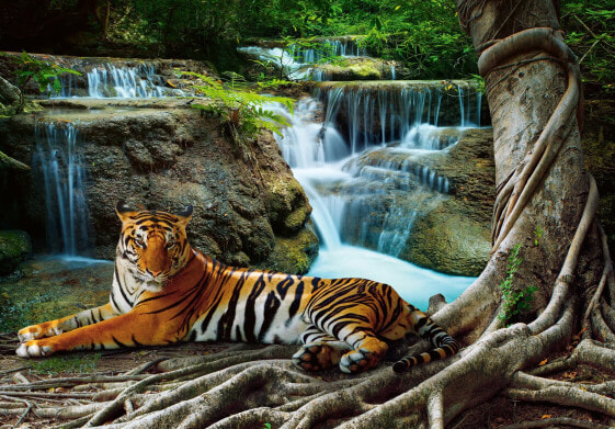 Vinyl Fototapete Tiger Wasserfall Wald