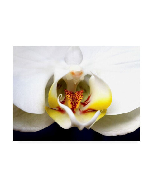 Dana Brett Munich Dove Orchid Canvas Art - 27" x 33.5"