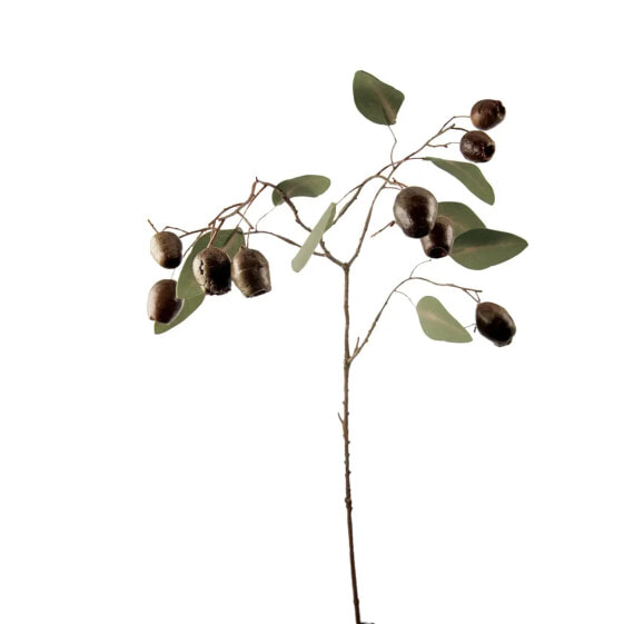 Eukalyptuszweig Mit Samen