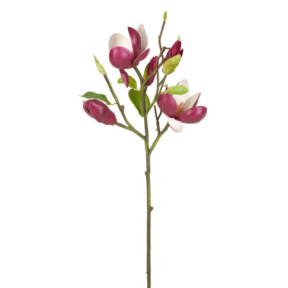 Magnolia in Knospen