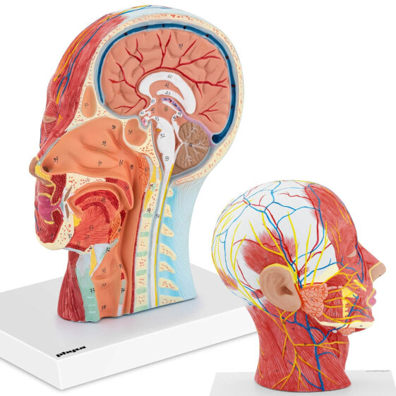 Модель анатомическая Physa головы и шеи человека 3D масштаб 1:1