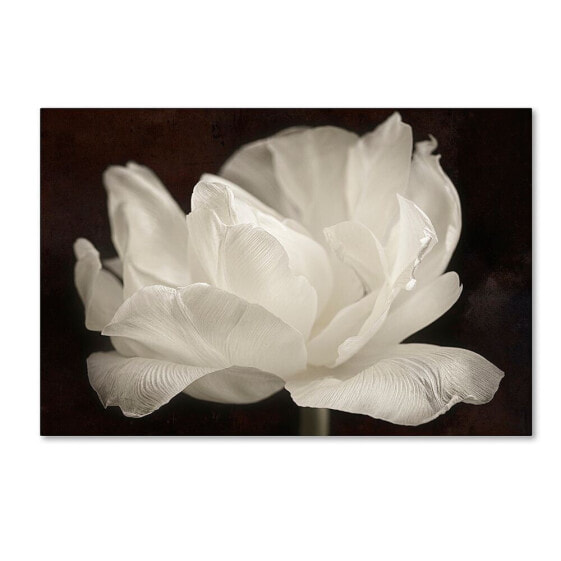 Cora Niele 'White Tulip III' Canvas Art, 30" x 47"