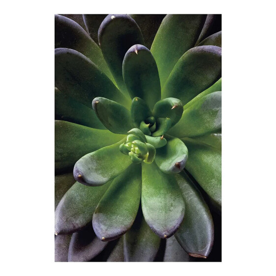 Картина Komar Succulent Single