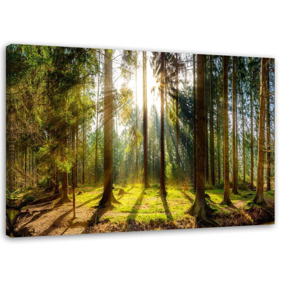 Bild Wald Landschaft Sonnenstrahlen