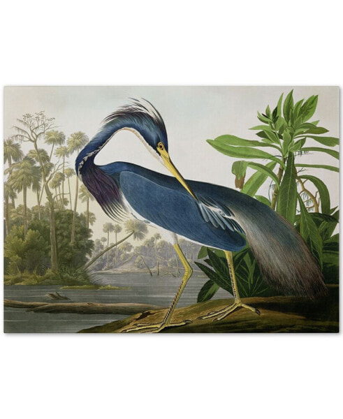 John James Audubon 'Louisiana Heron' Canvas Art - 47" x 35"