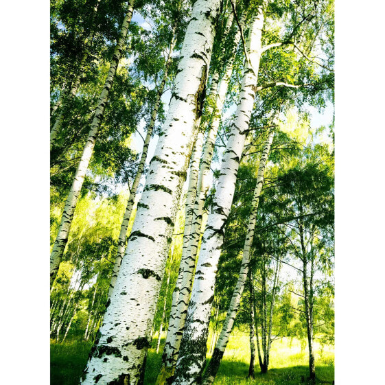 Fototapete Sunshine Forest Wald