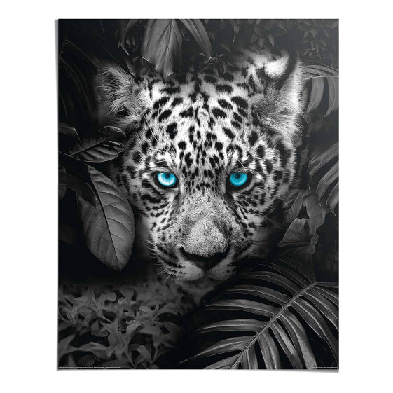 Poster Blue Eyed Leopard