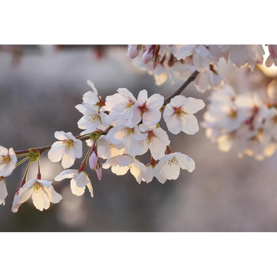 Fototapete Kirschblüte